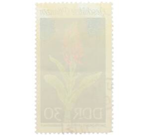 Почтовая марка 30 пфеннигов 1969 года Восточная Германия (ГДР) «Охраняемые растения — Пальчатокоренник широколистный» — Фото №2