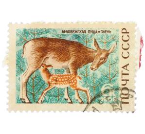 Почтовая марка 6 копеек 1963 года «Беловежская пуща — Благородный олень» — Фото №1