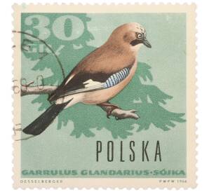 Почтовая марка 30 грошей 1966 года Польша «Птицы — Сойка» — Фото №1