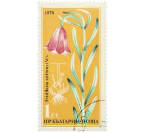 Почтовая марка 1 стотинка 1978 года Болгария «Редкие цветы — Рябчик Стрибрны» — Фото №1