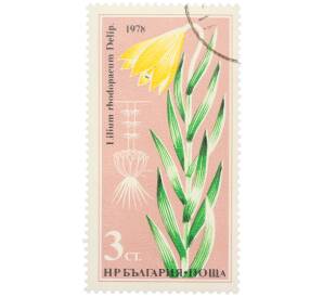 Почтовая марка 3 стотинки 1978 года Болгария «Редкие цветы — Лилия родопская» — Фото №1
