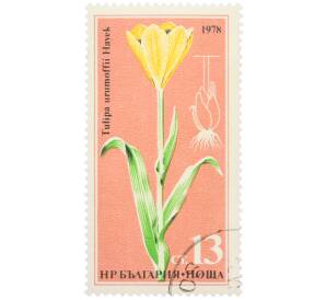 Почтовая марка 13 стотинок 1978 года Болгария «Редкие цветы — Тюльпан Урумова» — Фото №1