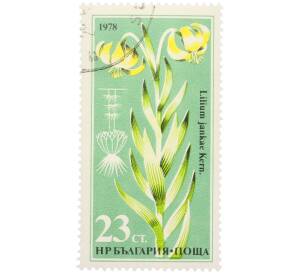 Почтовая марка 23 стотинки 1978 года Болгария «Редкие цветы — Лилия Янки» — Фото №1