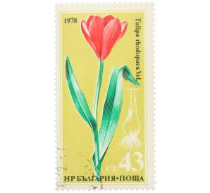 Почтовая марка 43 стотинки 1978 года Болгария «Редкие цветы — Тюльпан родопский» — Фото №1