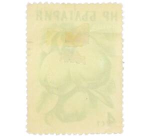 Почтовая марка 4 стотинки 1956 года Болгария «Фрукты — Айва» — Фото №2