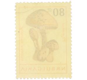 Почтовая марка 80 стотинок 1961 года Болгария «Грибы — Гриб-зонтик пёстрый» — Фото №2