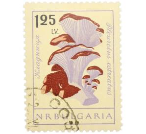 Почтовая марка 1.25 лева 1961 года Болгария «Грибы — Вёшенка обыкновенная» — Фото №1