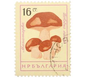 Почтовая марка 16 стотинок 1961 года Болгария «Грибы — Белый гриб» — Фото №1