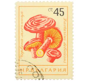 Почтовая марка 45 стотинок 1961 года Болгария «Грибы — Рыжик настоящий» — Фото №1