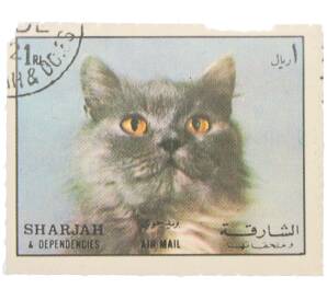 Почтовая марка 1 риал 1964 года Шарджа и территории «Кошки — Персидская кошка» (Авиапочта) — Фото №1