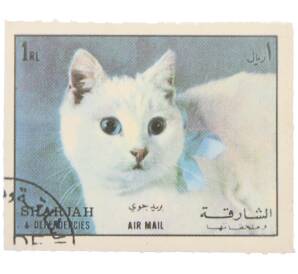 Почтовая марка 1 риал 1964 года Шарджа и территории «Кошки — Короткошёрстная кошка» (Авиапочта) — Фото №1