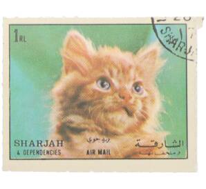 Почтовая марка 1 риал 1964 года Шарджа и территории «Кошки — Ангорская кошка» (Авиапочта) — Фото №1