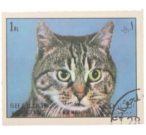 Почтовая марка 1 риал 1972 года Шарджа и территории «Кошки — Американская короткошёрстная кошка» (Авиапочта) — Фото №1