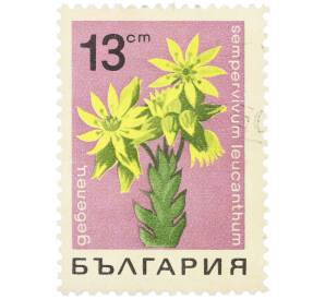 Почтовая марка 13 стотинок 1968 года Болгария «Лекарственные растения — Молодило белейшее» — Фото №1