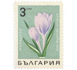Почтовая марка 3 стотинки 1968 года Болгария «Горные цветы — Шафран велухский» — Фото №1