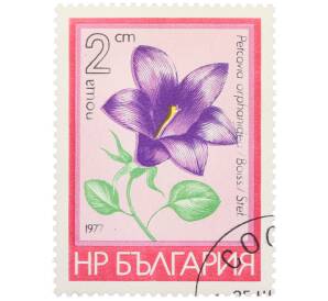 Почтовая марка 2 стотинки 1977 года Болгария «Цветы — Петковия орфанидея» — Фото №1