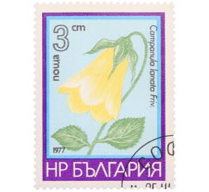 Почтовая марка 3 стотинки 1977 года Болгария «Цветы — Колокольчик шерстистый» — Фото №1