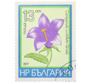 Почтовая марка 13 стотинок 1977 года Болгария «Цветы — Campanula scutellata» — Фото №1