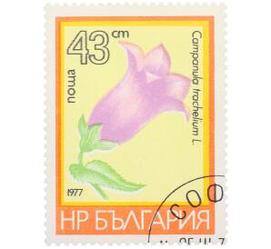 Почтовая марка 43 стотинки 1977 года Болгария «Цветы — Колокольчик крапиволистный» — Фото №1
