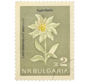 Почтовая марка 2 стотинки 1963 года Болгария «Цветы — Эдельвейс альпийский» — Фото №1