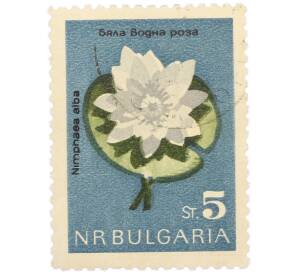 Почтовая марка 5 стотинок 1963 года Болгария «Цветы — Кувшинка белая» — Фото №1