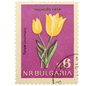 Почтовая марка 6 стотинок 1963 года Болгария «Цветы — Тюльпан Урумова» — Фото №1