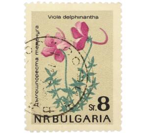 Почтовая марка 8 стотинок 1963 года Болгария «Цветы — Фиалка длинношпорцевая» — Фото №1