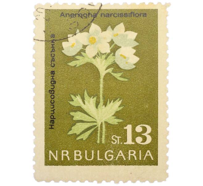 Почтовая марка 13 стотинок 1963 года Болгария «Цветы — Ветреница нарциссовидная» (Артикул: K12-88417) — Фото №1