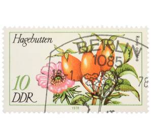 Почтовая марка 10 пфеннигов 1978 года Восточная Германия (ГДР) «Лесные плоды — Шиповник собачий» — Фото №1