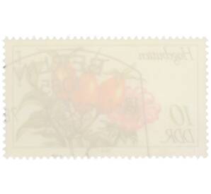 Почтовая марка 10 пфеннигов 1978 года Восточная Германия (ГДР) «Лесные плоды — Шиповник собачий» — Фото №2