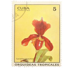 Почтовая марка 5 сентаво 1972 года Куба «Тропические орхидеи — Циприпедиум шампольон» — Фото №1