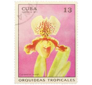 Почтовая марка 13 сентаво 1971 года Куба «Тропические орхидеи — Циприпедиум моуг» — Фото №1