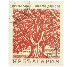 Почтовая марка 1 стотинка 1964 года Болгария «Вековые деревья — 500-летний грецкий орех в селе Голямо-Дряново» — Фото №1