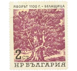 Почтовая марка 2 стотинки 1964 года Болгария «Вековые деревья — 1100-летний платан в селе Белаштица» — Фото №1