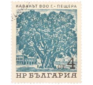 Почтовая марка 4 стотинки 1964 года Болгария «Вековые деревья — 800-летний тополь в городе Пештера» — Фото №1