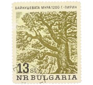Почтовая марка 13 стотинок 1964 года Болгария «Вековые деревья — 1200-летняя Байкушева сосна в горах Пирин» — Фото №1