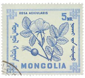 Почтовая марка 5 мунгу 1968 года Монголия «Ягоды — Шиповник иглистый» — Фото №1