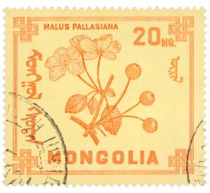 Почтовая марка 20 мунгу 1968 года Монголия «Ягоды — Яблоня Палласа» — Фото №1