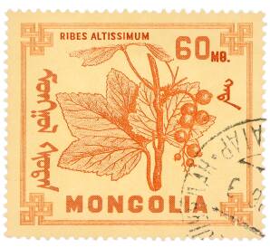 Почтовая марка 60 мунгу 1968 года Монголия «Ягоды — Смородина высочайшая» — Фото №1