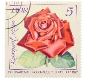 Почтовая марка 5 пфеннигов 1972 года Восточная Германия (ГДР) «Международная выставка роз в Эрфурте — Роза Карнеол» — Фото №1