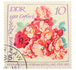 Почтовая марка 10 пфеннигов 1972 года Восточная Германия (ГДР) «Международная выставка роз в Эрфурте — Роза Бергерс Розе» — Фото №1