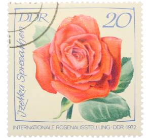 Почтовая марка 20 пфеннигов 1972 года Восточная Германия (ГДР) «Международная выставка роз в Эрфурте — Роза Ицетка Спрееатен» — Фото №1