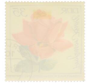 Почтовая марка 35 пфеннигов 1972 года Восточная Германия (ГДР) «Международная выставка роз в Эрфурте — Роза Профессор Кнолль» — Фото №2