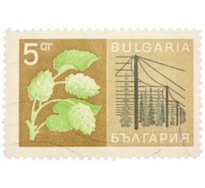 Почтовая марка 5 стотинок 1964 года Болгария «Сельскохозяйственные культуры — Хмель обыкновенный» — Фото №1