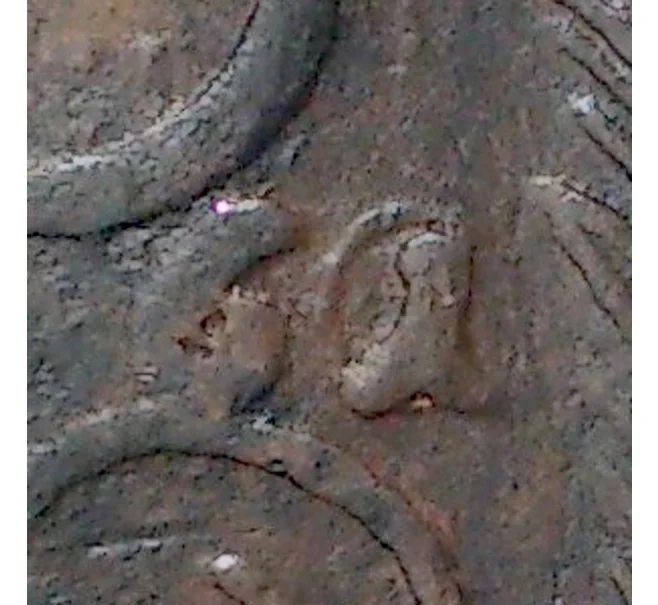 Монета 5 копеек 1761 года (Артикул M1-33565)