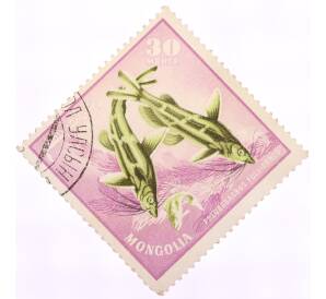Почтовая марка 30 мунгу 1965 года Монголия «Речные рыбы — Косатка-скрипун (Pelteobagrus fulvidraco)» — Фото №1