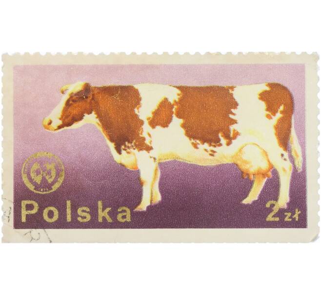 Почтовая марка 2 злотых 1975 года Польша «26-й съезд Европейской зоотехнической федерации в Варшаве — Корова красно-белой породы» (Артикул: K12-90998) — Фото №1