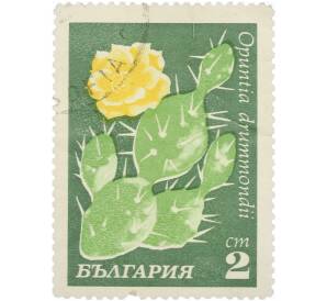 Почтовая марка 2 стотинки 1970 года Болгария «Кактусы» — Фото №1