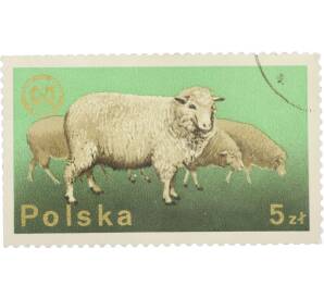 Почтовая марка 5 злотых 1975 года Польша «26-й съезд Европейской зоотехнической федерации в Варшаве — Овцы» — Фото №1