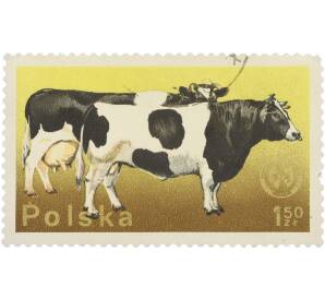 Почтовая марка 1,50 злотых 1975 года Польша «26-й съезд Европейской зоотехнической федерации в Варшаве — Корова черно-белой породы» — Фото №1